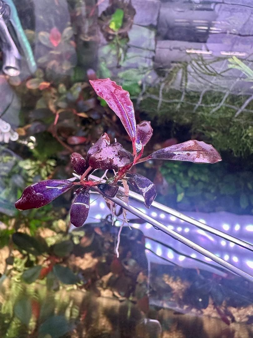 ブセファランド ラ sp.ブラウニーゴーストカリマンタン　2株