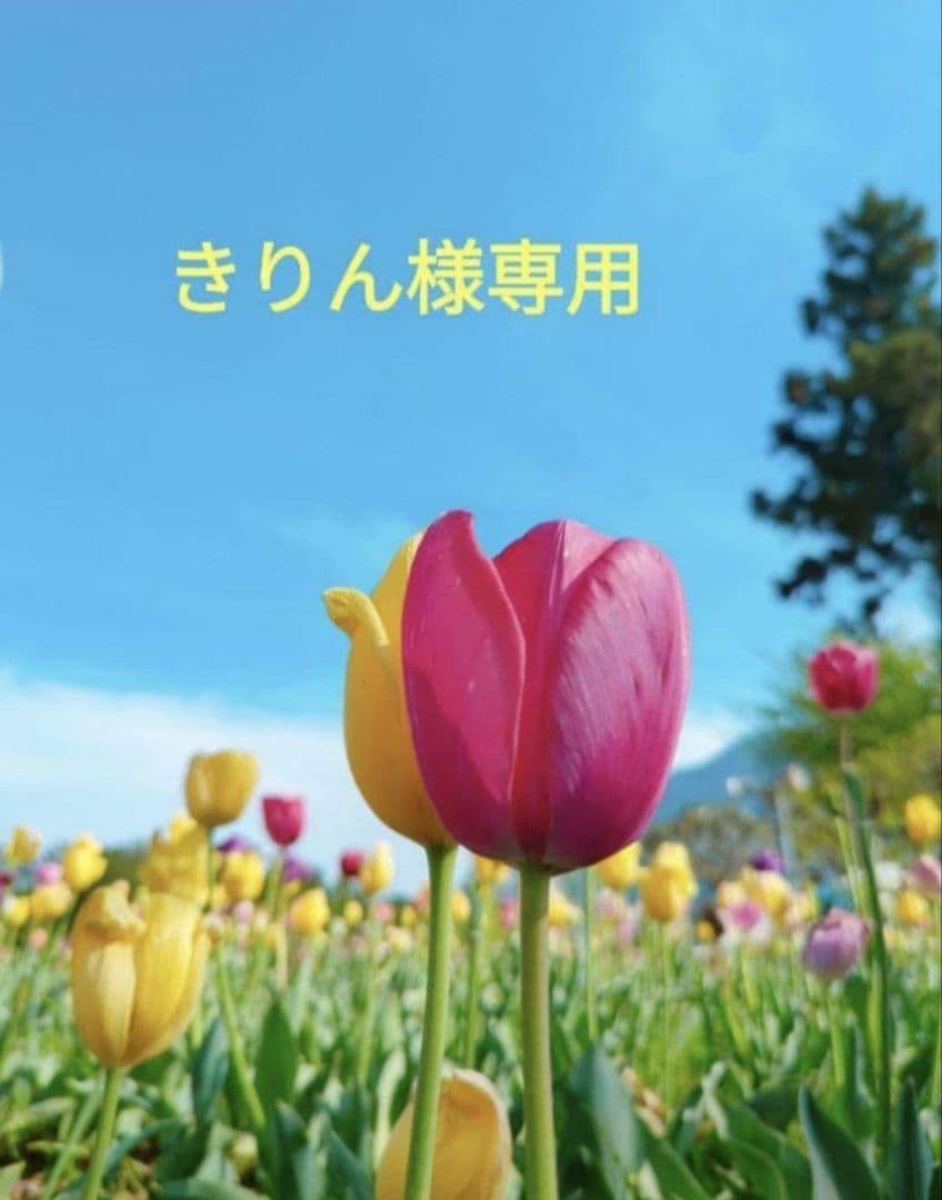 きりん様　アスタリール　１８本セット