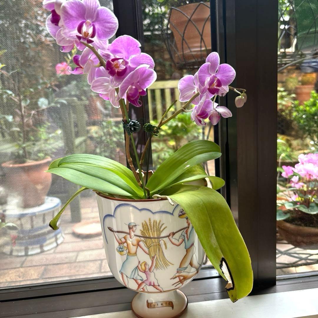 リチャードジノリ　花器　ジオポンティ