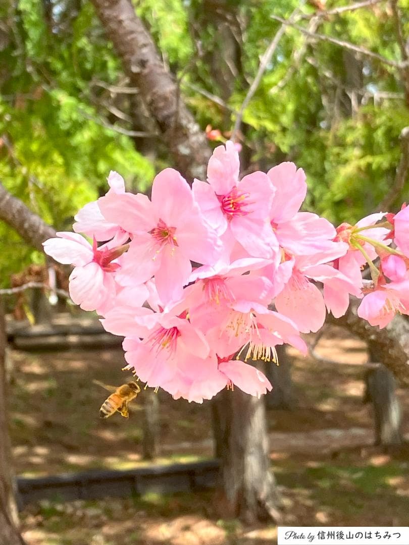 【令7】百花蜜 1000g 2本 長野県産 国産蜂蜜 生はちみつ 西洋蜜蜂z