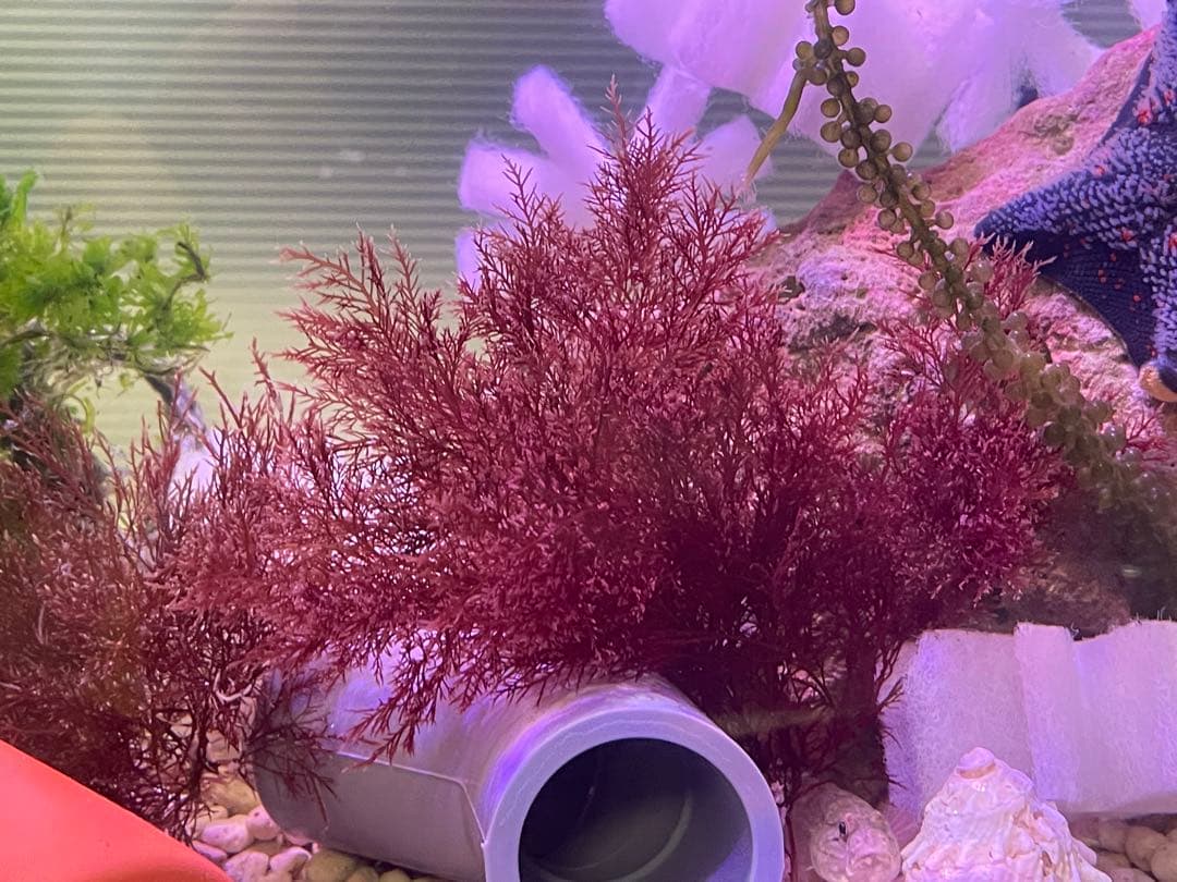 【匿名配送】　海藻　いろいろ　セット　宅急便