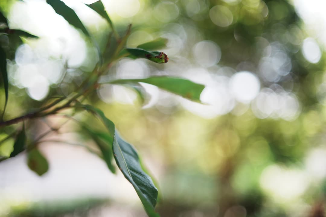 【希少 極美品】動作◎ ミノルタ New MD 35mm F1.8 198