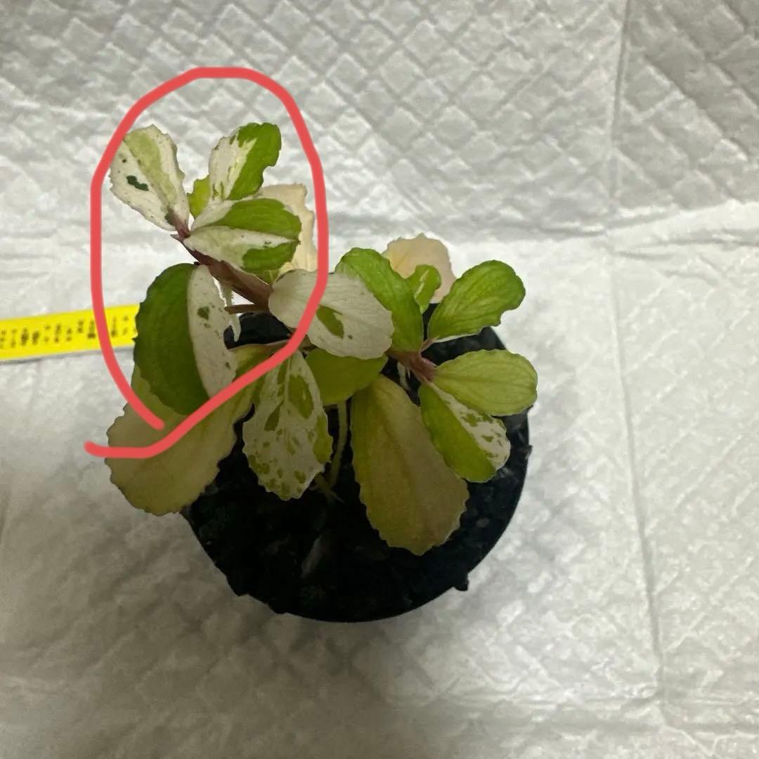 Bucephalandra sp. Variegata Hn:福袋 CAKUMI