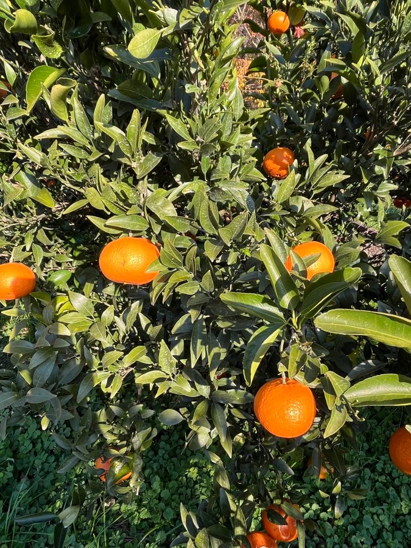 津之輝　2L秀品　10キロ入