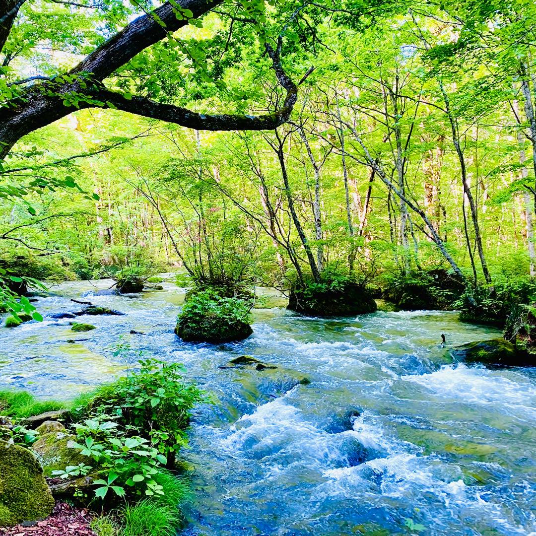 タネ にんにく 消毒済み Mサイズ 青森県産 福地ホワイト六片 種用ニンニク