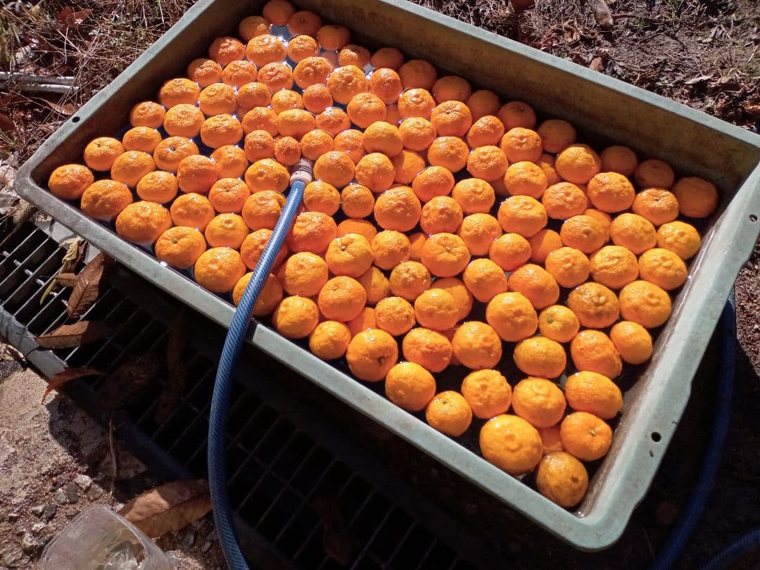 無添加梅干し　福太夫梅(白)　追加分