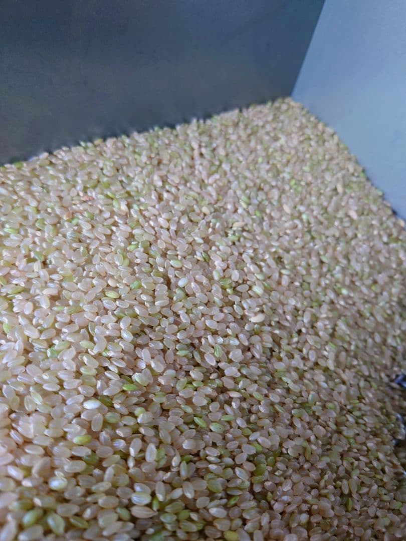 令和7年 新米！精米無料！玄米15キロ 栃木県大田原 黒羽産コシヒカリ 15㎏