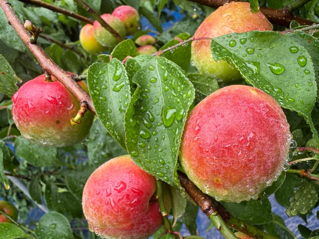 和歌山県みなべ町 南高梅 24時間以内収穫分2Lサイズ5キロ