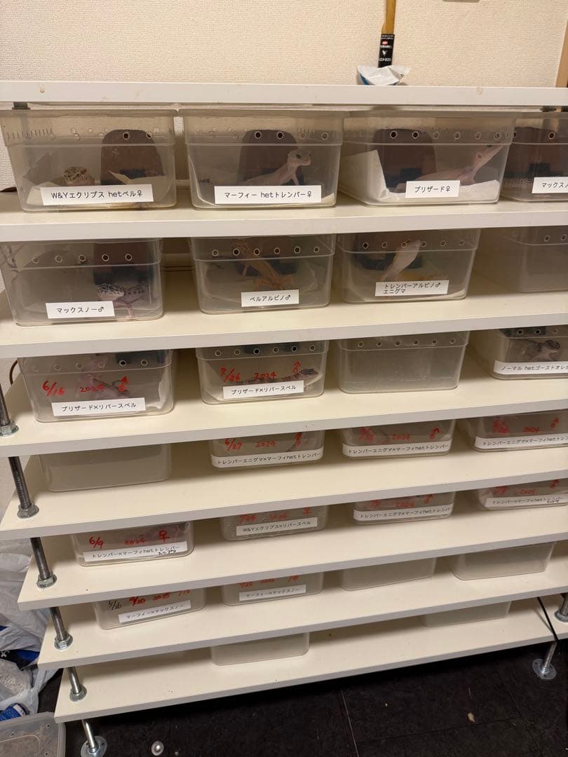 (10月末まで)自作ブリードラック7段サーモ、ヒートケーブルセット