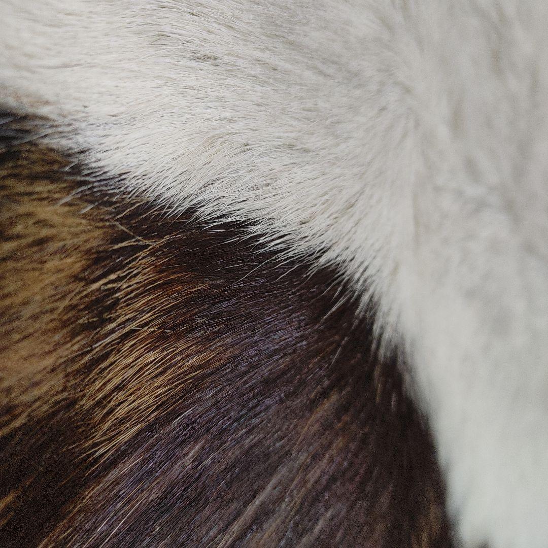 カウヘアー　カウラグ 天然牛革 新品 インテリア