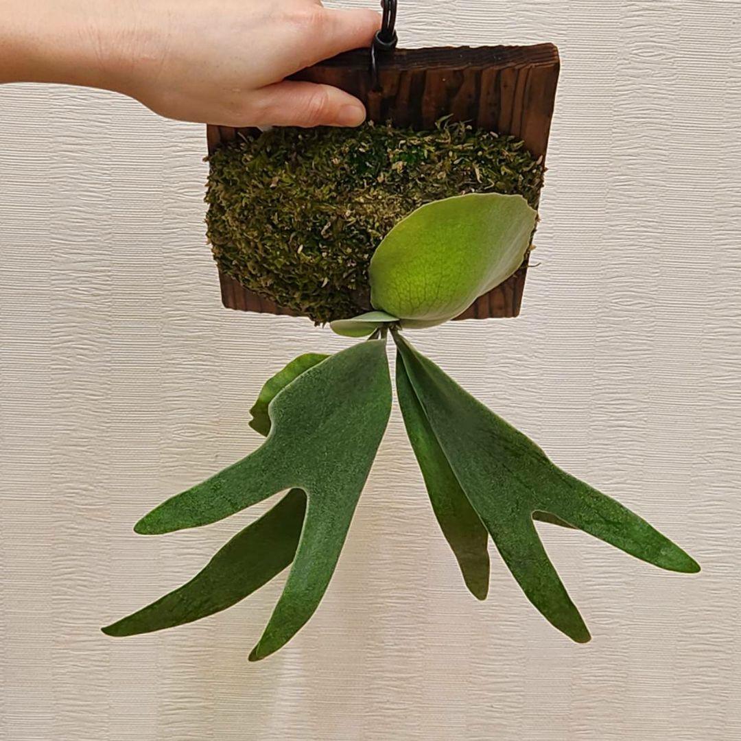 フーンシキOC子株　P.FoongSiQi　ビカクシダ 株分け品子株 オリジナル