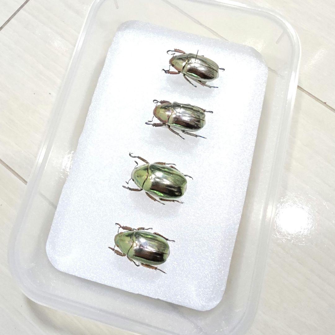 プラチナコガネ標本４頭セット