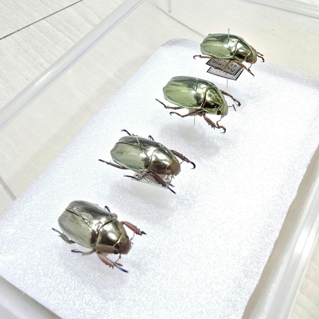 プラチナコガネ標本４頭セット