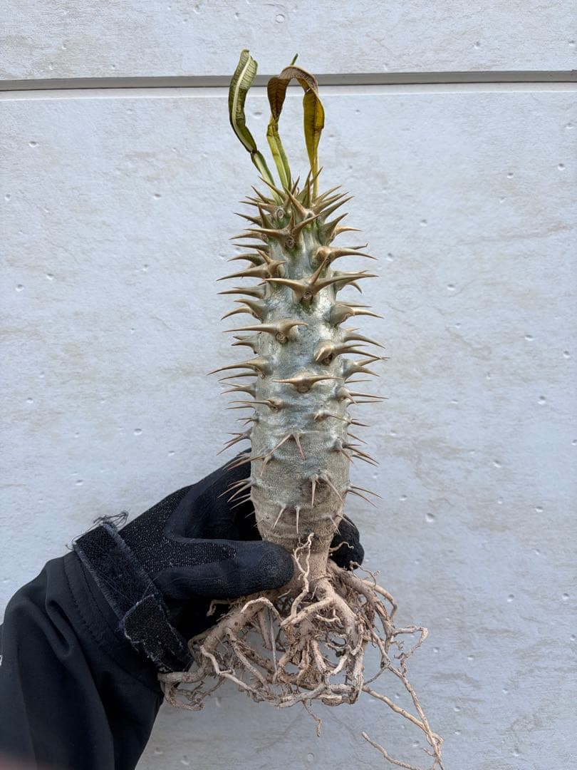 【値下可】アンボンゲンセ