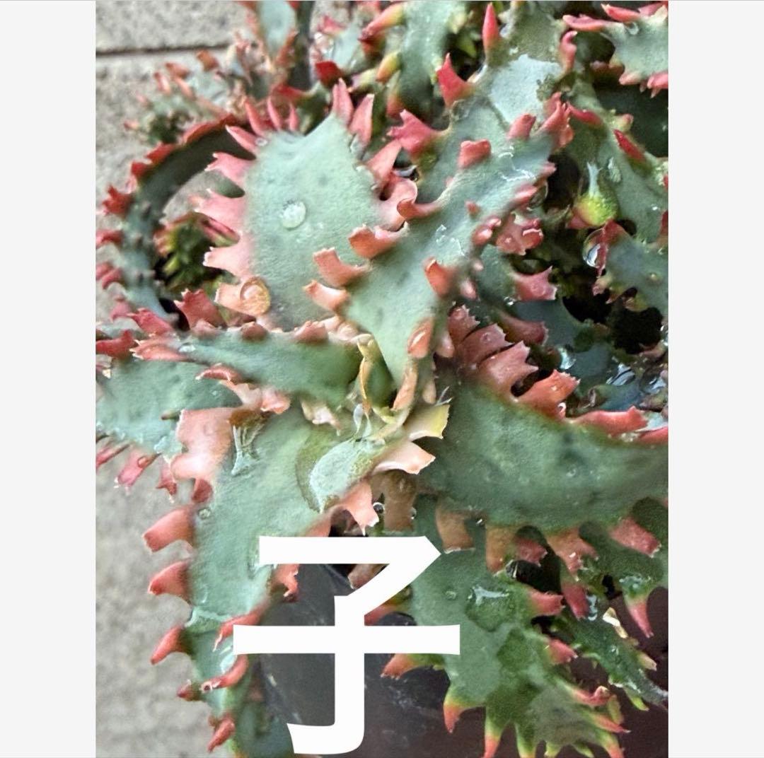 まとめセットAloe hybrid “Sunday” ハイブリッド　子株　第四種