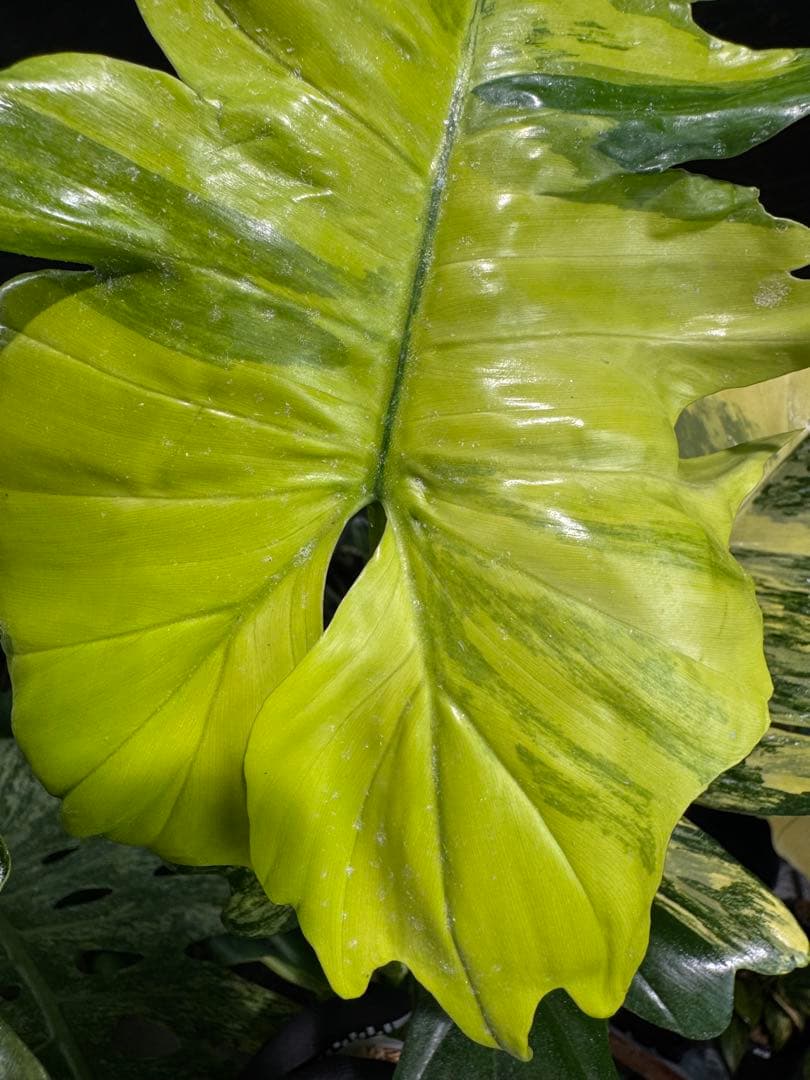 KN3 フィロデンドロン　キティナ　健康株