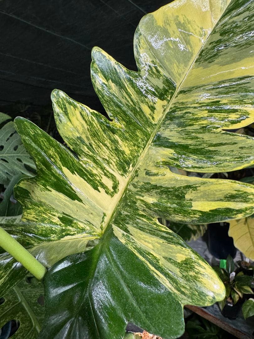 KN3 フィロデンドロン　キティナ　健康株