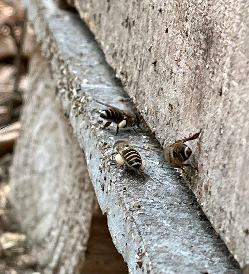 日本蜜蜂 純正ハチミツ 宮崎産山蜜　600g×6