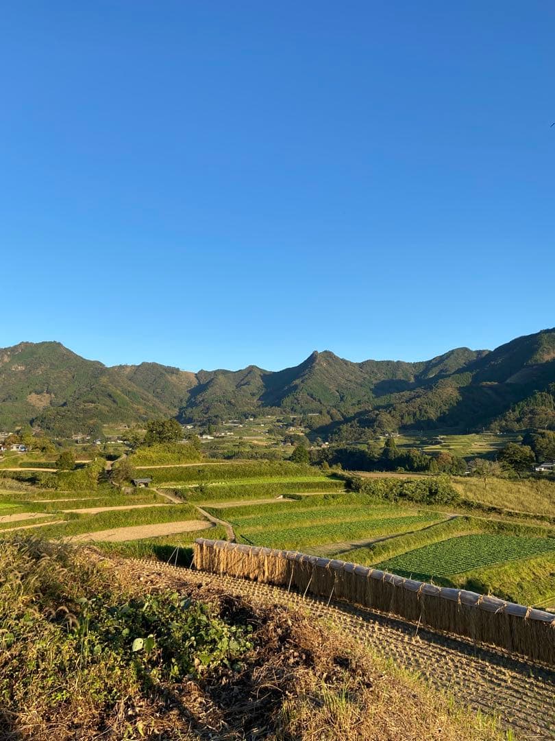 日本蜜蜂 純正ハチミツ 宮崎産山蜜　600g×6