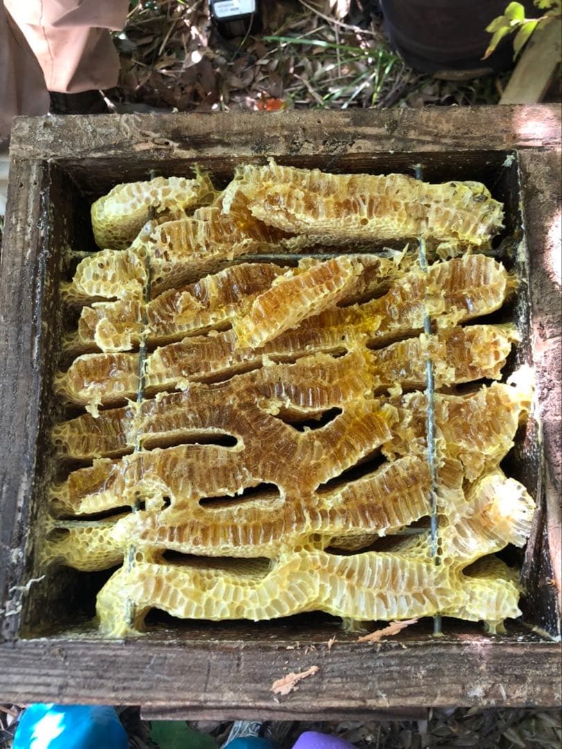 日本蜜蜂 純正ハチミツ 宮崎産山蜜　600g×6