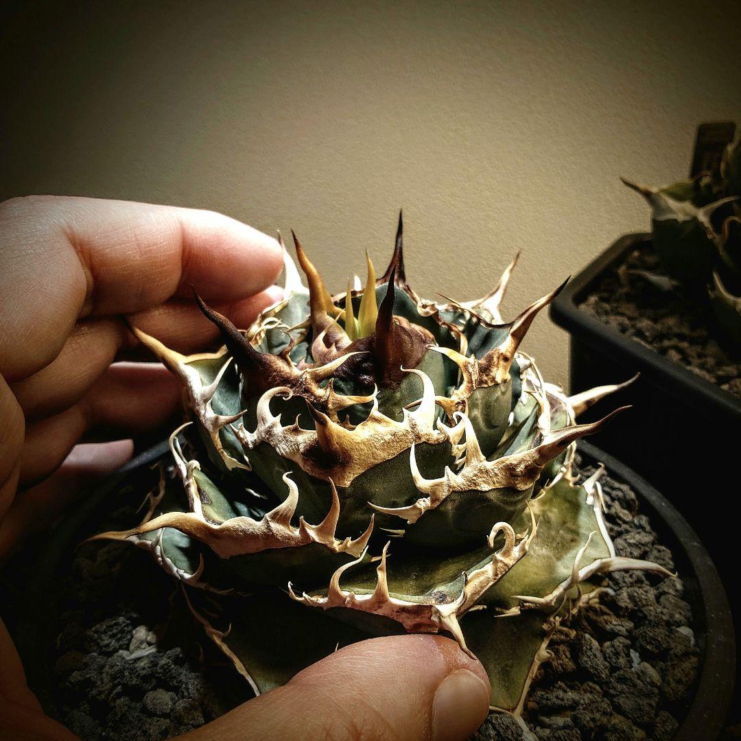 アガベ　チタノタ　コンパクト実生株　発根済み子株