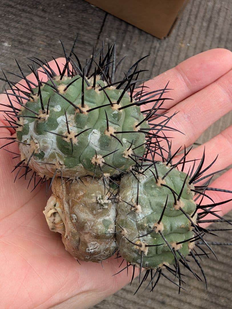 G*A様 【特選】コピアポア　シネレア　黒王丸⑤