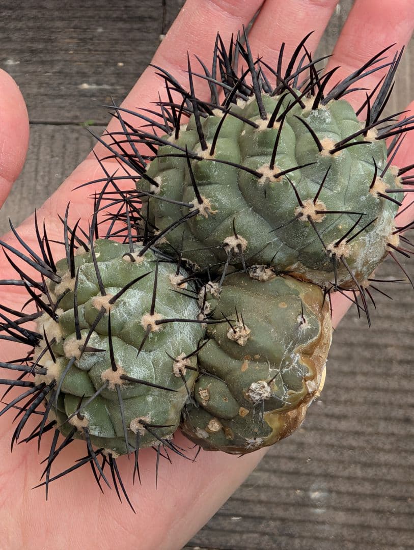 G*A様 【特選】コピアポア　シネレア　黒王丸⑤