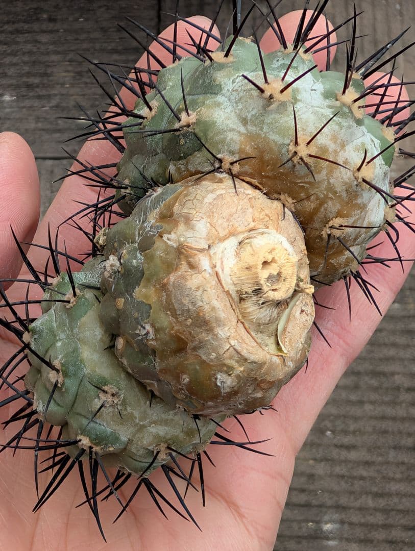 G*A様 【特選】コピアポア　シネレア　黒王丸⑤