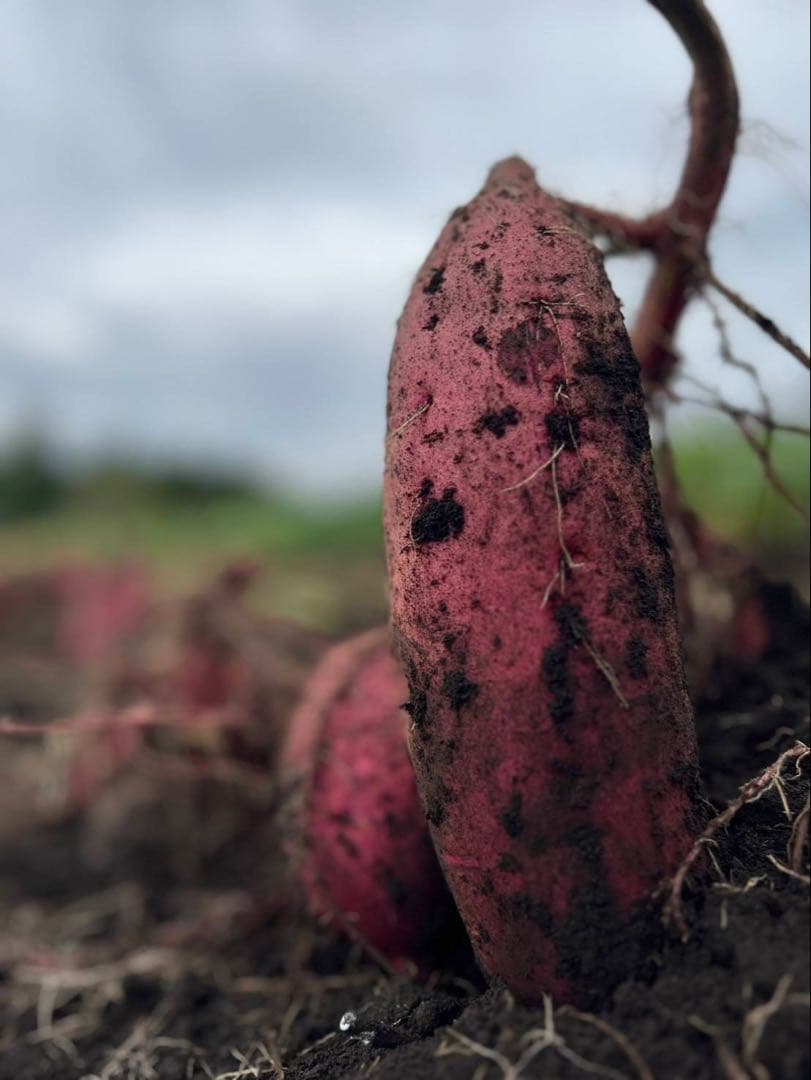 みっべーさま専用です⭐︎栗かぐやの焼き干し芋☆無選別3.5キロ♪