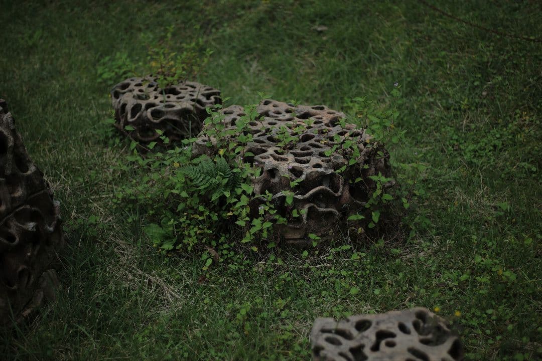 PENTAX HD PENTAX-D FA★ 50mm F1.4 SDM AW