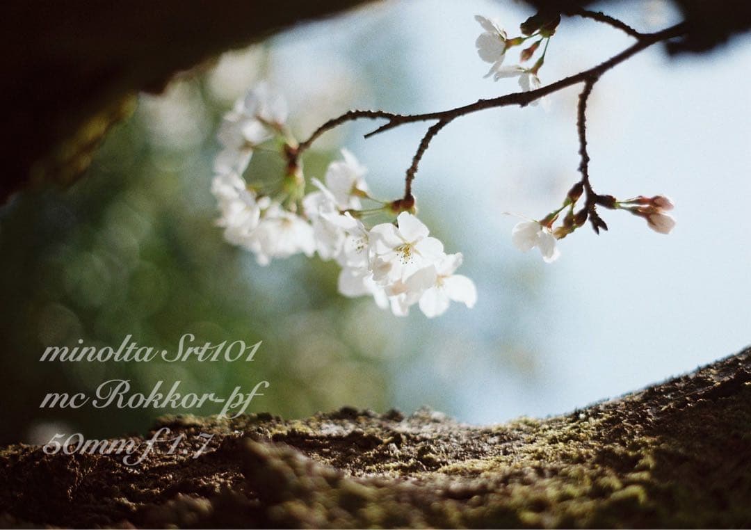 ★完動品＊美品＊初期保証★minolta srt101★緑のロッコール！作例多数