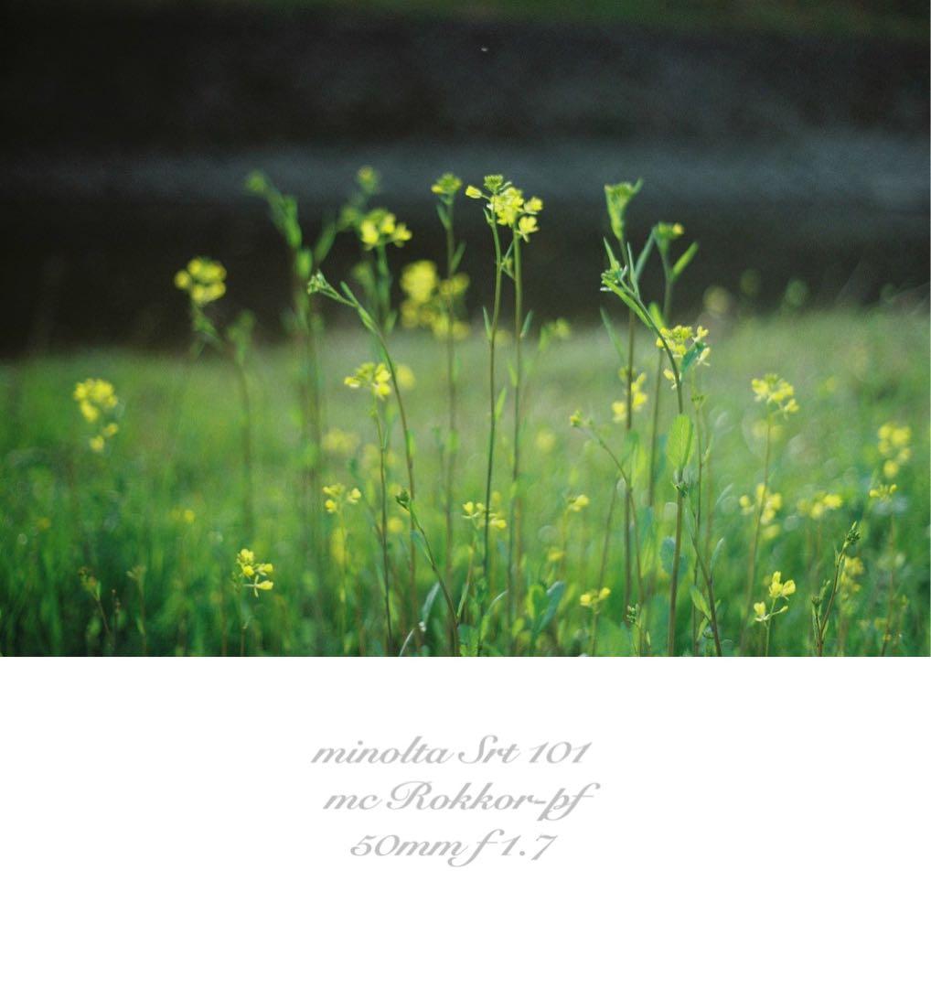 ★完動品＊美品＊初期保証★minolta srt101★緑のロッコール！作例多数