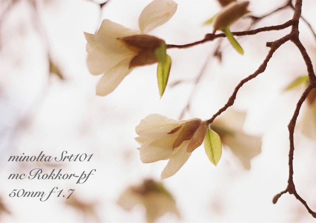 ★完動品＊美品＊初期保証★minolta srt101★緑のロッコール！作例多数