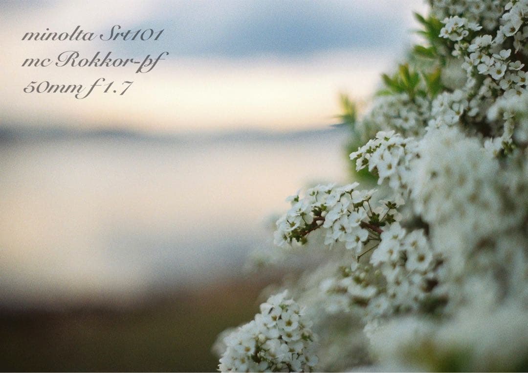 ★完動品＊美品＊初期保証★minolta srt101★緑のロッコール！作例多数