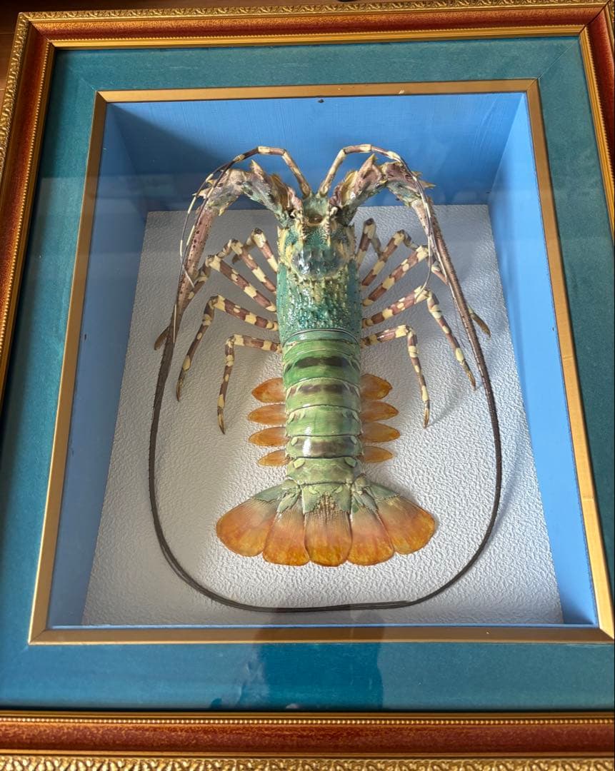 #額装標本 ニシキエビ 錦海老　伊勢海老　えび　剥製