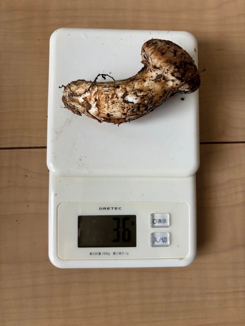 極上松茸 276g宮城県気仙沼産