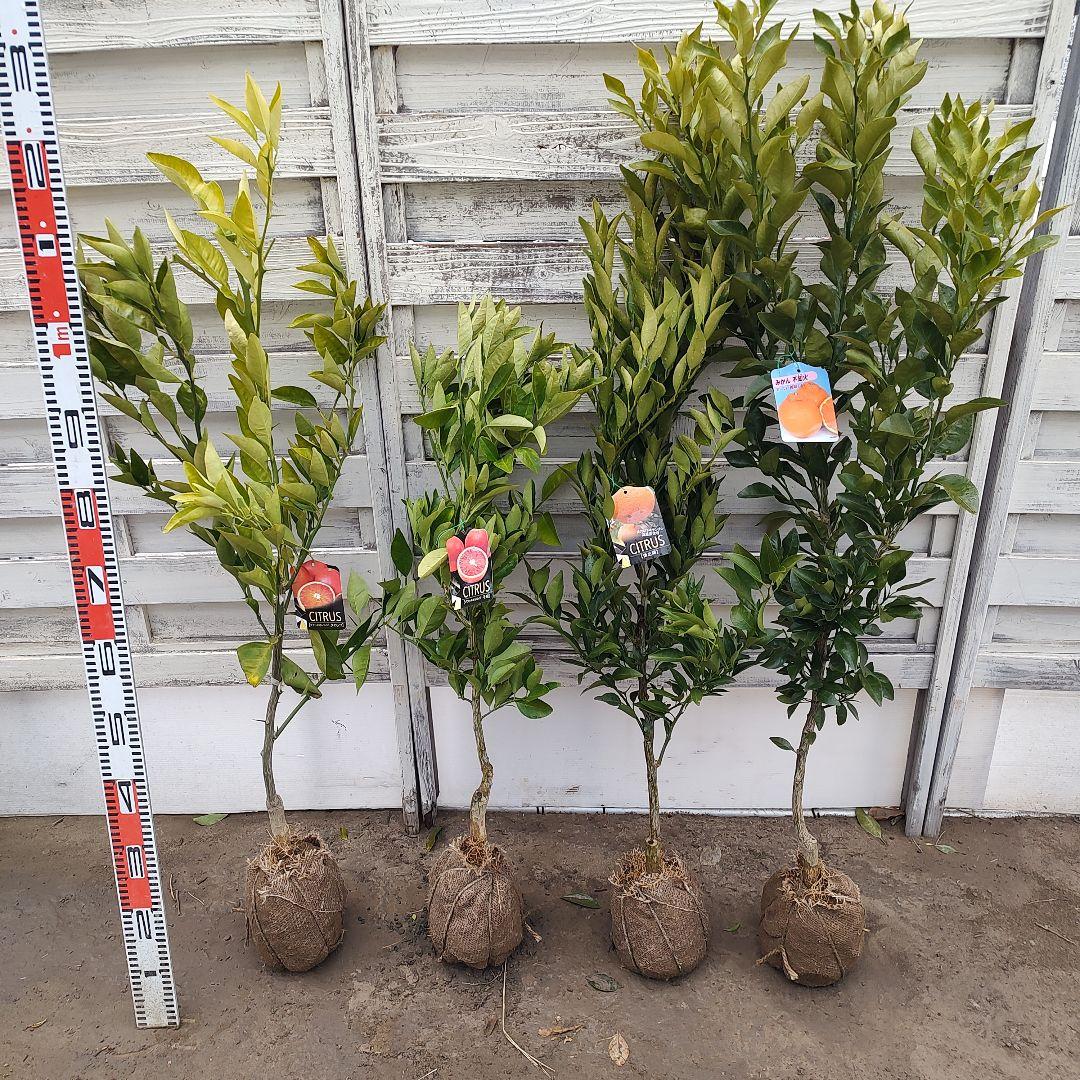 ドットさま専用 他の方は買えません