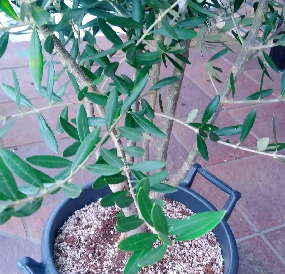 オリーブの木 シプレッシーノ 200cm❗ 大型12号 綺麗な葉色 植え替え済