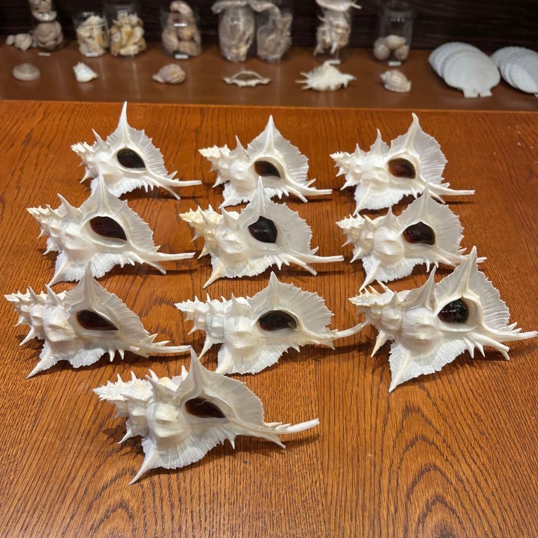 海*貝様 【最終在庫】　美品　東シナ海産　蓋付き　ガンセキバショウ　10点セット