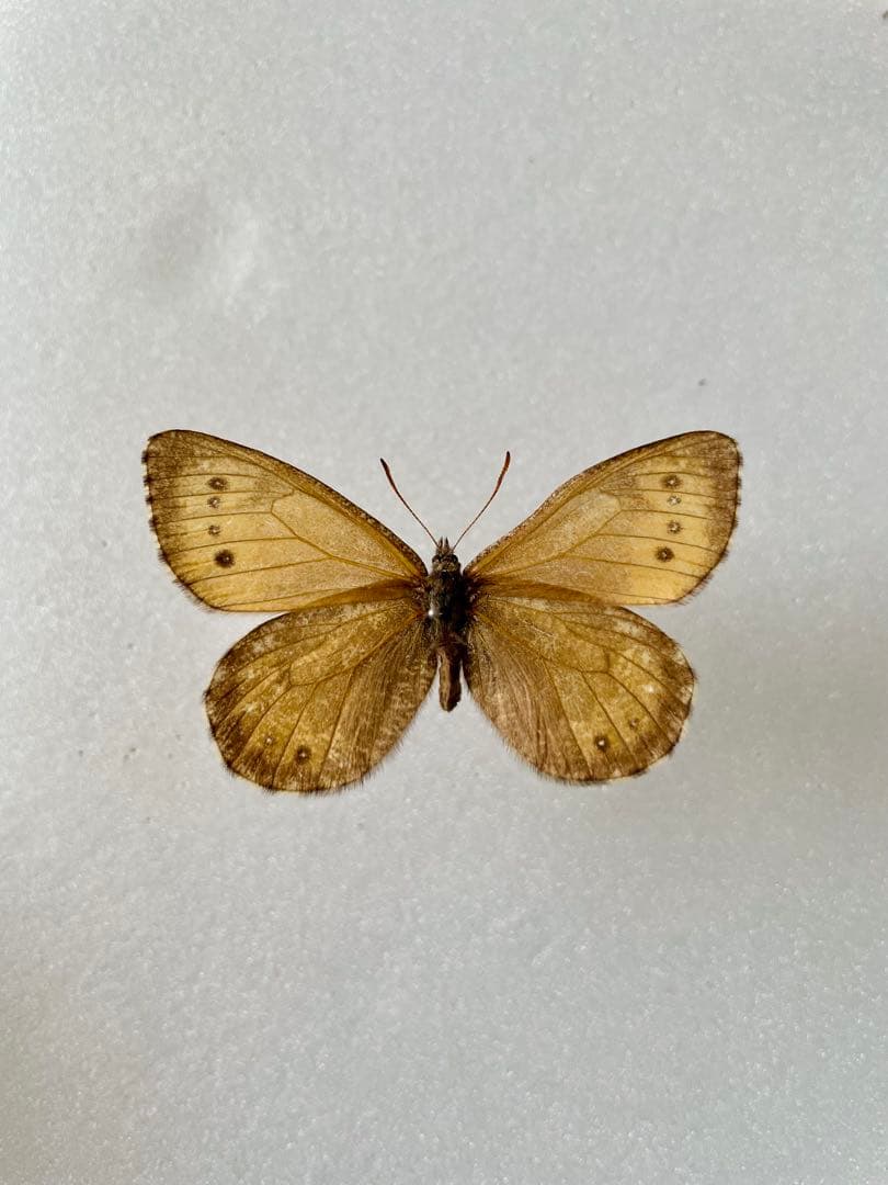 【ペア】タカネヒカゲ（岐阜県）