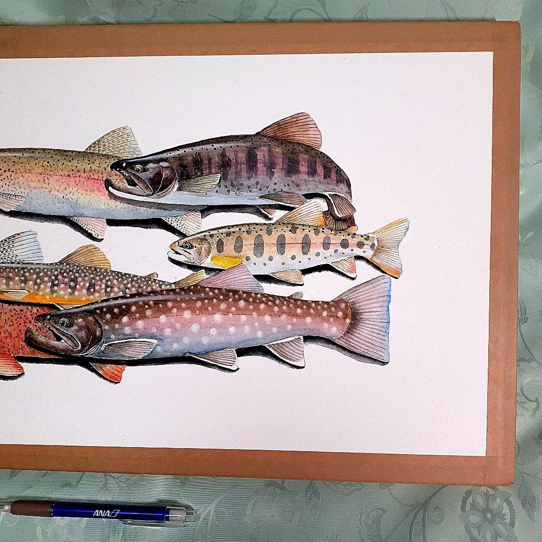 北海道の渓流に住む魚透明水彩画