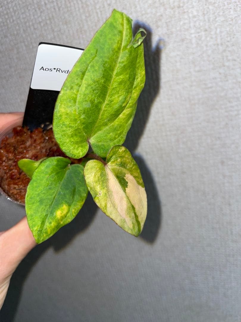 縄*⁇様 Anthurium AOS✖️RVDP斑入り