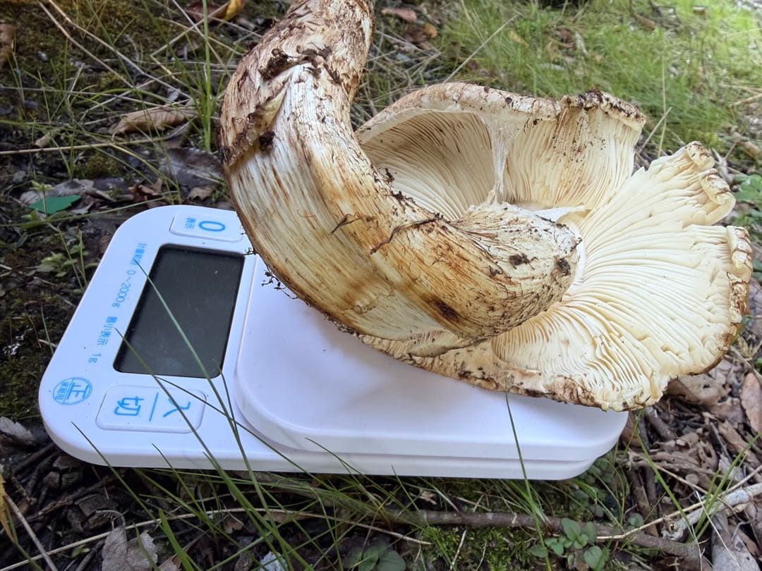 松茸　岡山県北産11/3朝採れ　松竹梅