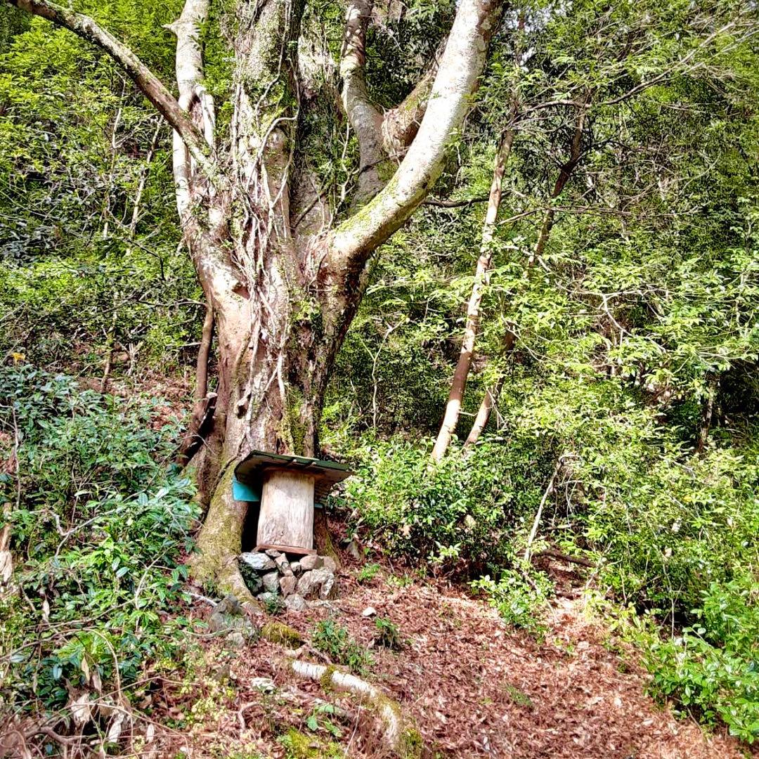 二ホンミツバチ　非加熱・残留農薬なし　天然生蜂蜜