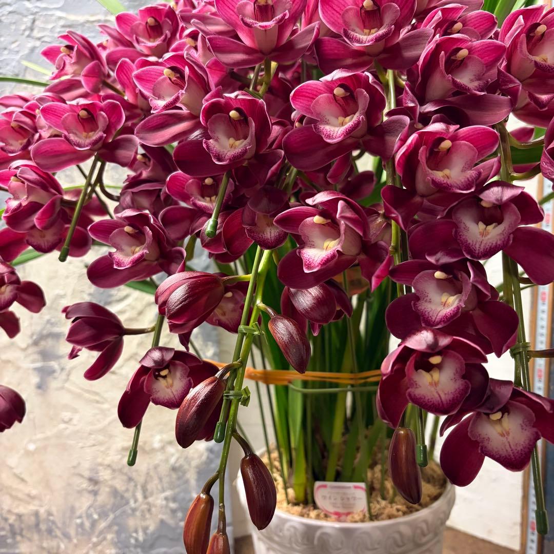 s*a様 【特選】　シンビジューム　ワインシャワー　アーチ　7寸7本立ち