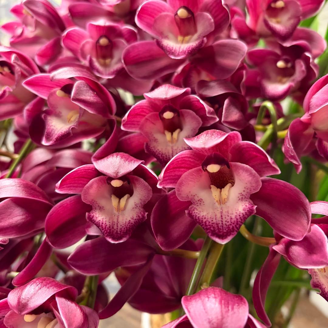 s*a様 【特選】　シンビジューム　ワインシャワー　アーチ　7寸7本立ち