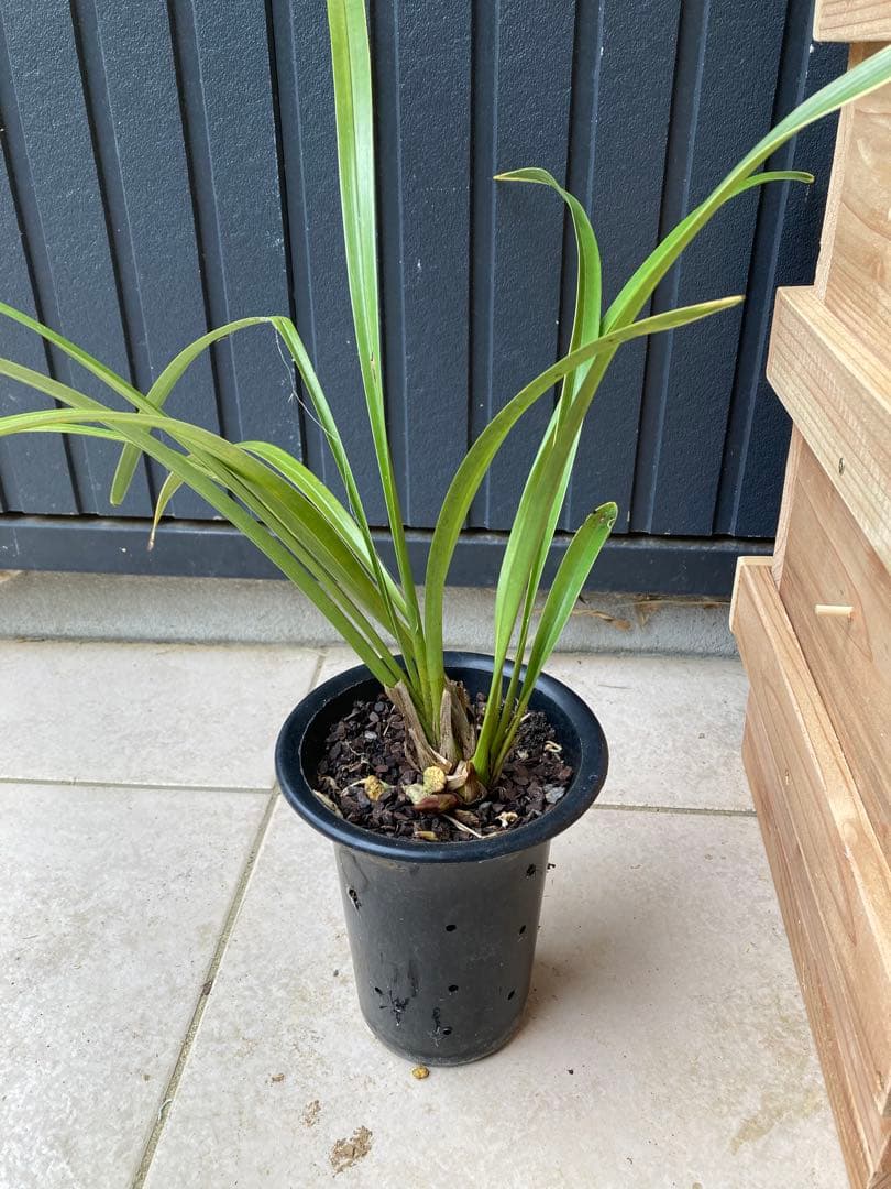 日本ミツバチ用巣箱　重箱式　キンリョウヘン付き