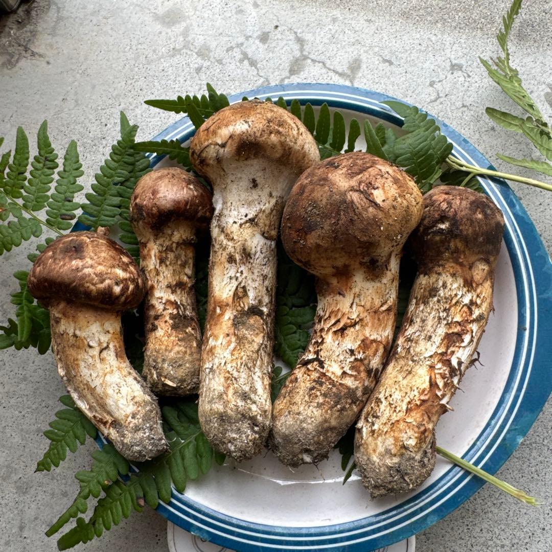 10/21朝採れ南信州産松茸310g極上