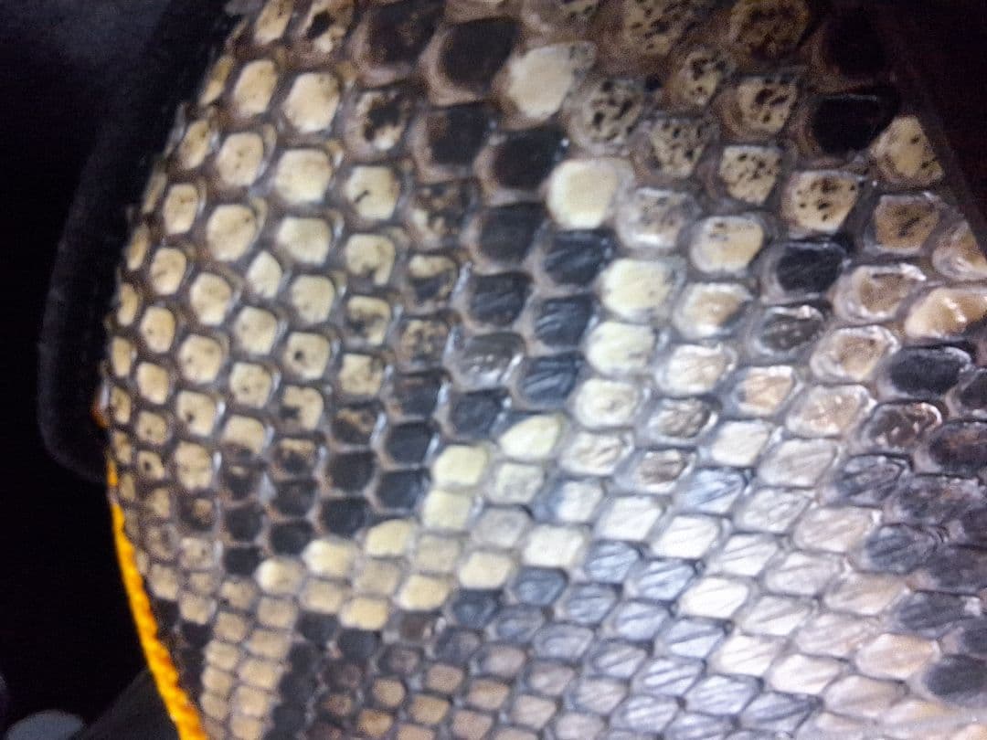 三線　爪 駒 ソフトケース クリップチューナー付き