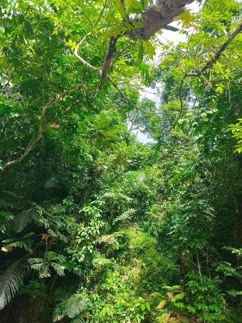 ❇龍の宝珠♎ネックレス♌金龍♋️如意宝珠♉タイのお守り♊プラクルアン✨